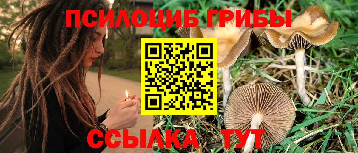 Галлюциногенные грибы Psilocybe Сальск
